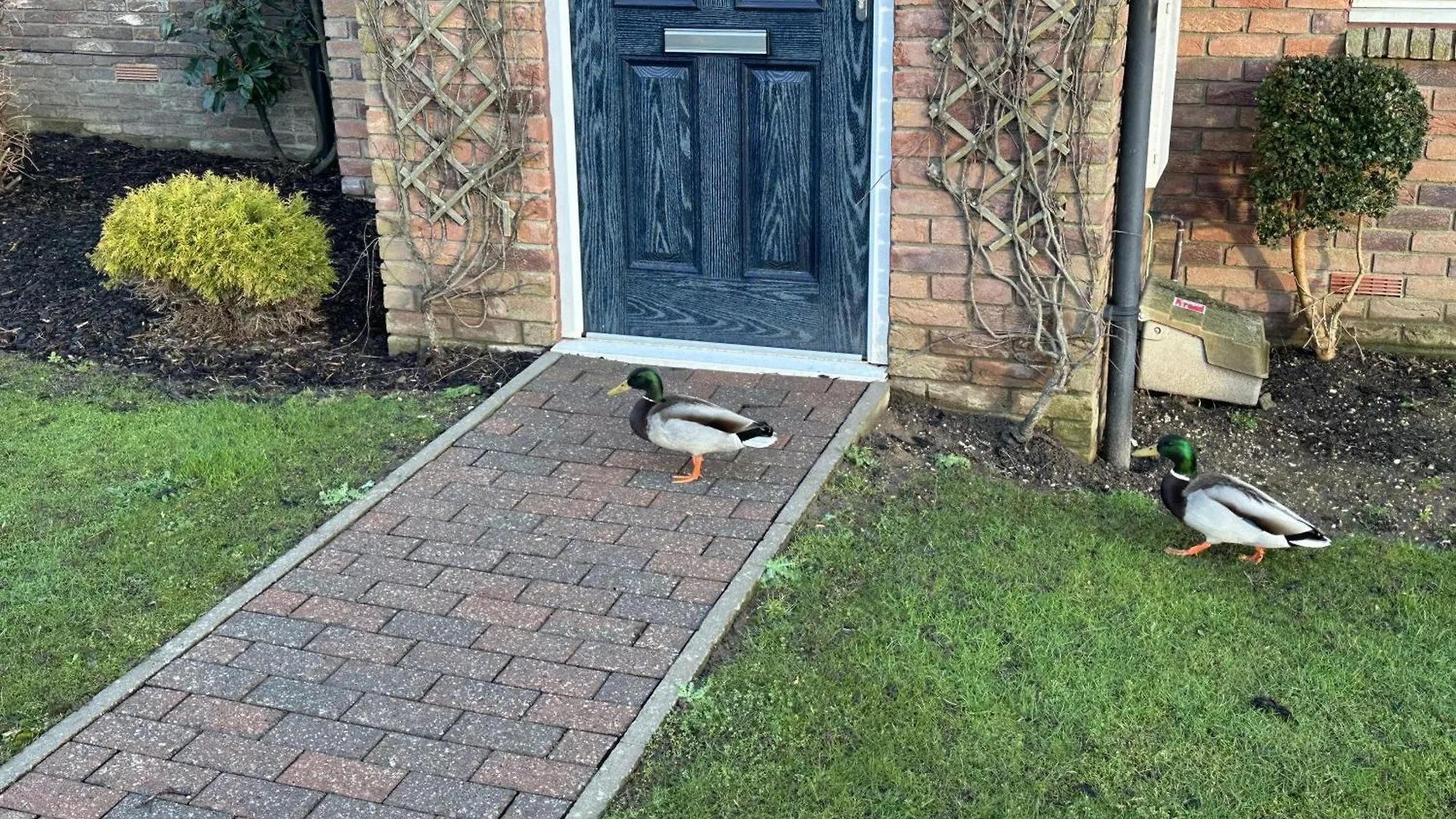 Holiday home Willow Cottage Reighton